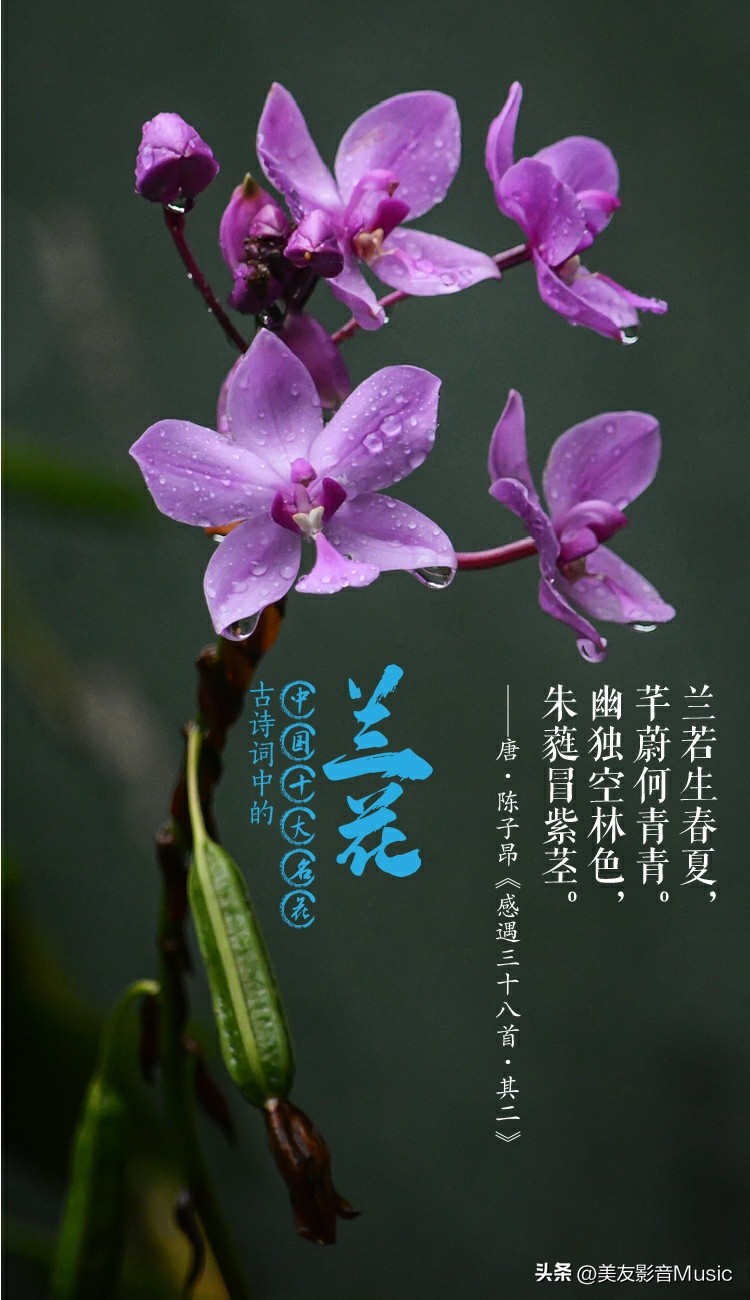 十大著名的兰花诗,十首代表兰花的诗句