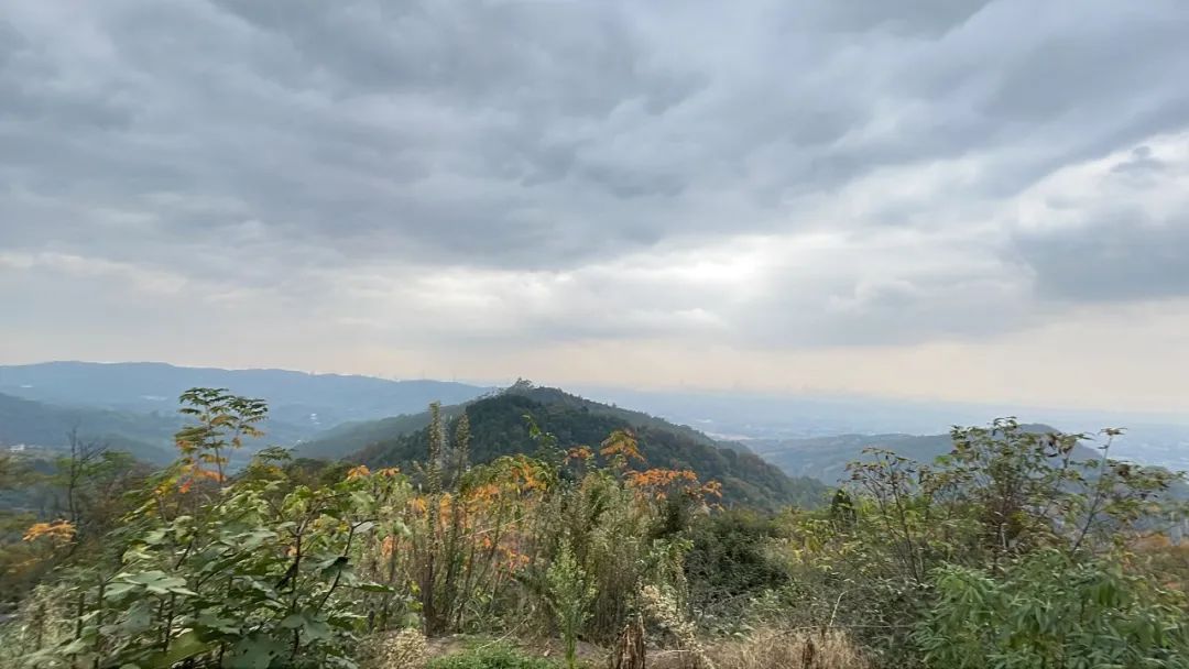 成都旅游豌豆尖,成都仰天窝近郊爬山推荐