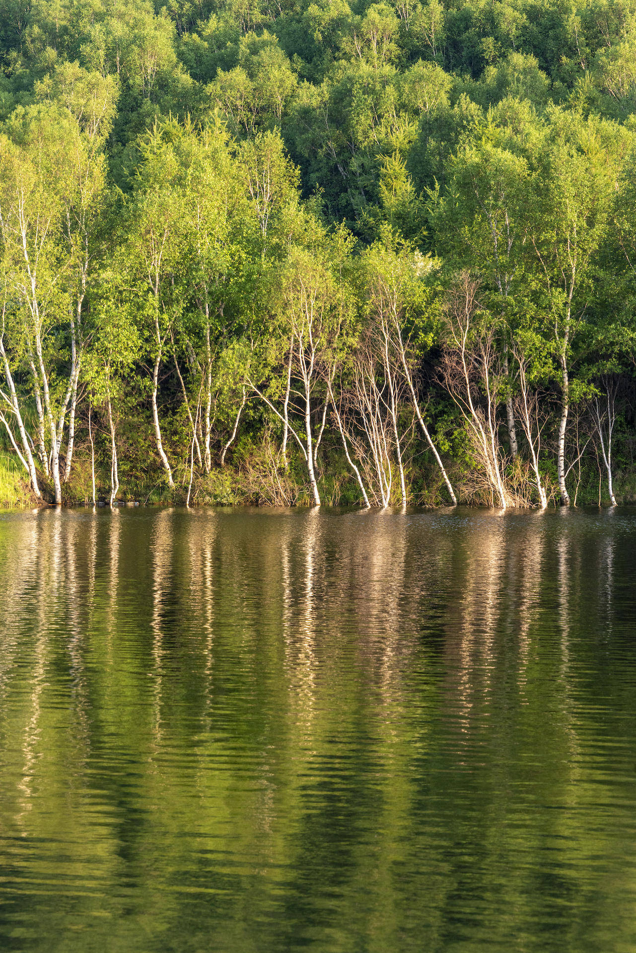 丰宁坝上草原的夏天,丰宁坝上草原夏天景色