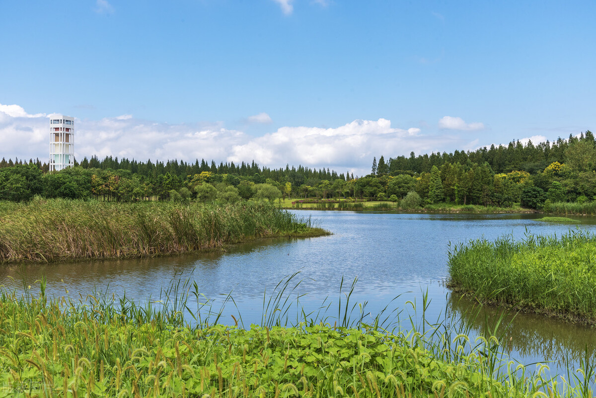 上海市区森林秘境,上海这些景区值得一去