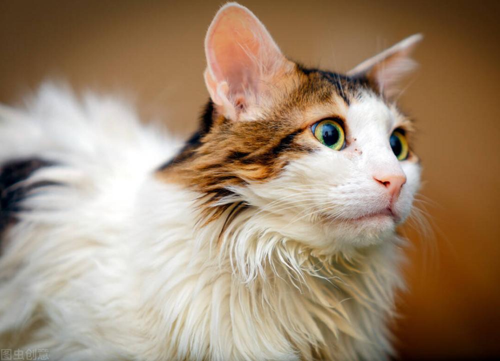 怕热的猫咪,哪个猫咪最怕热