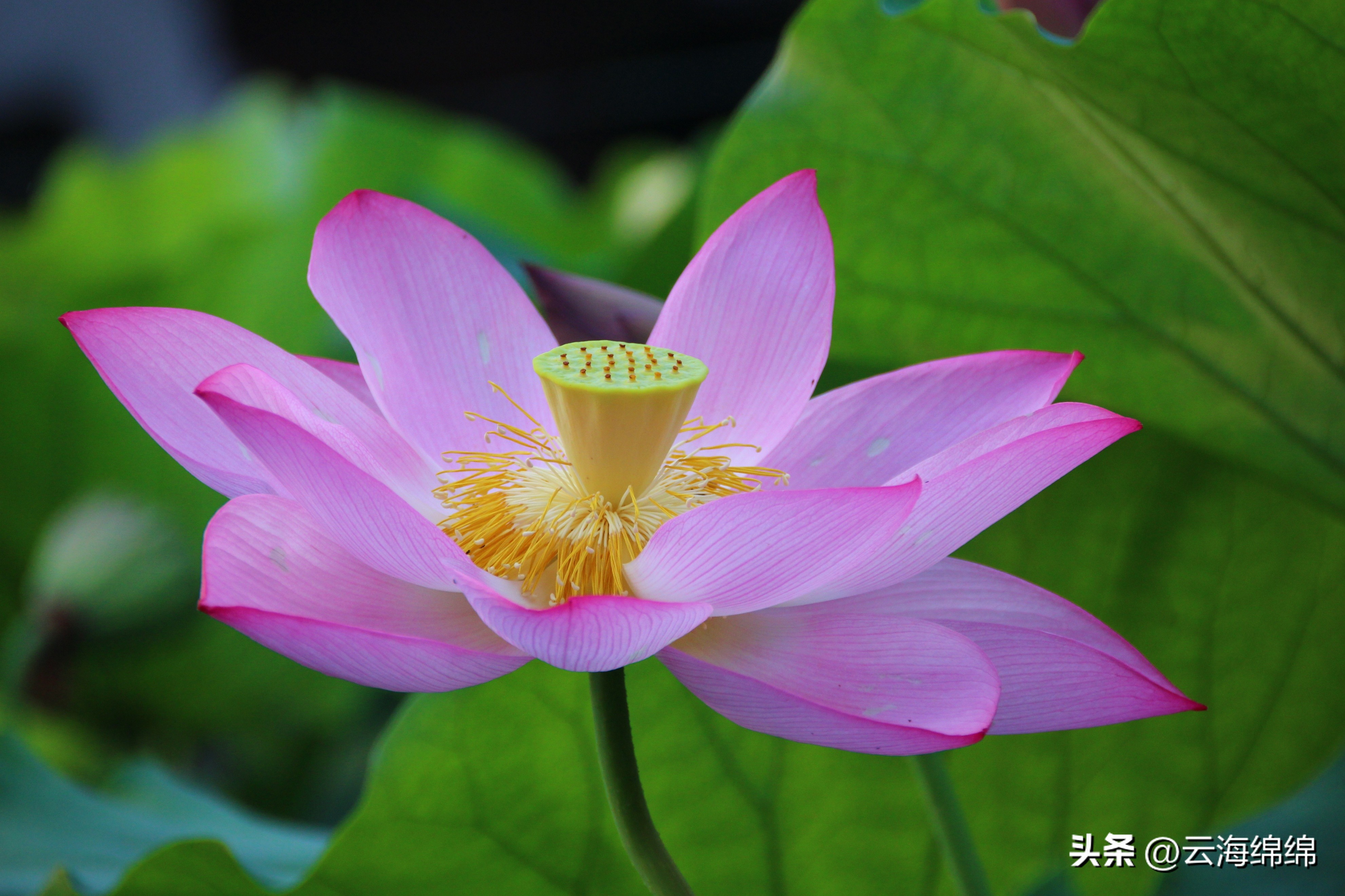 夏日荷花别样红照片,夏日荷花别样红手工