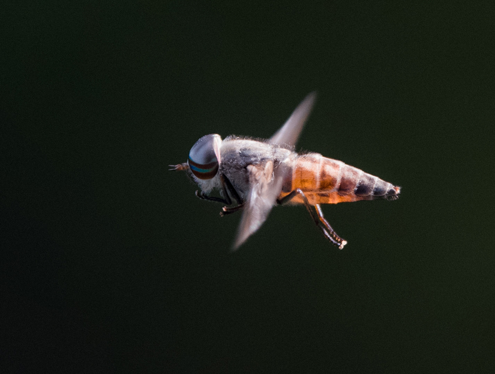 为何用手很难拍死苍蝇,教你如何拍死一只苍蝇