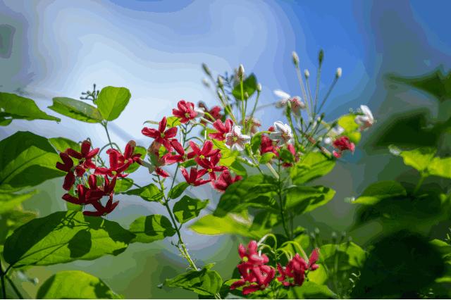 深圳梅林水库绿道线路图,深圳首条手作步道