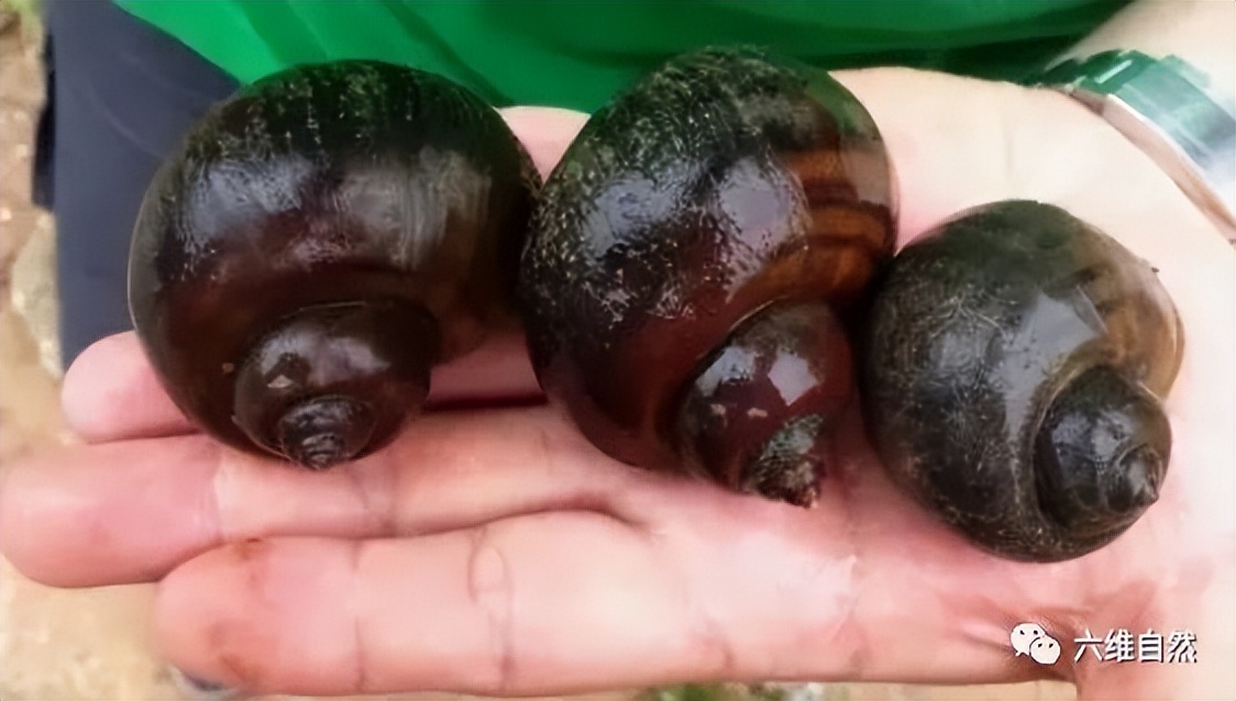 厦门一市民点炒田螺，餐厅却用非法福寿螺代替，被监管部当场销毁