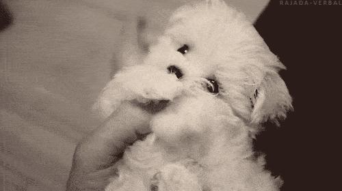 隔壁邻居偷了我家的狗,隔壁邻居偷我家狗