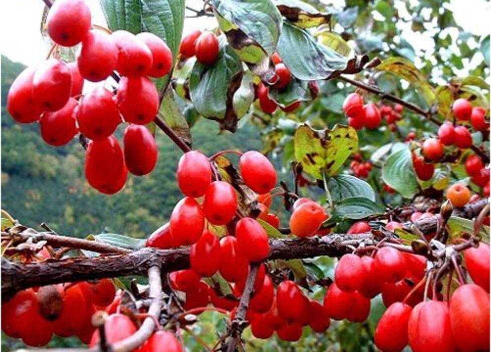 仔猪大肠杆菌性腹泻的防治