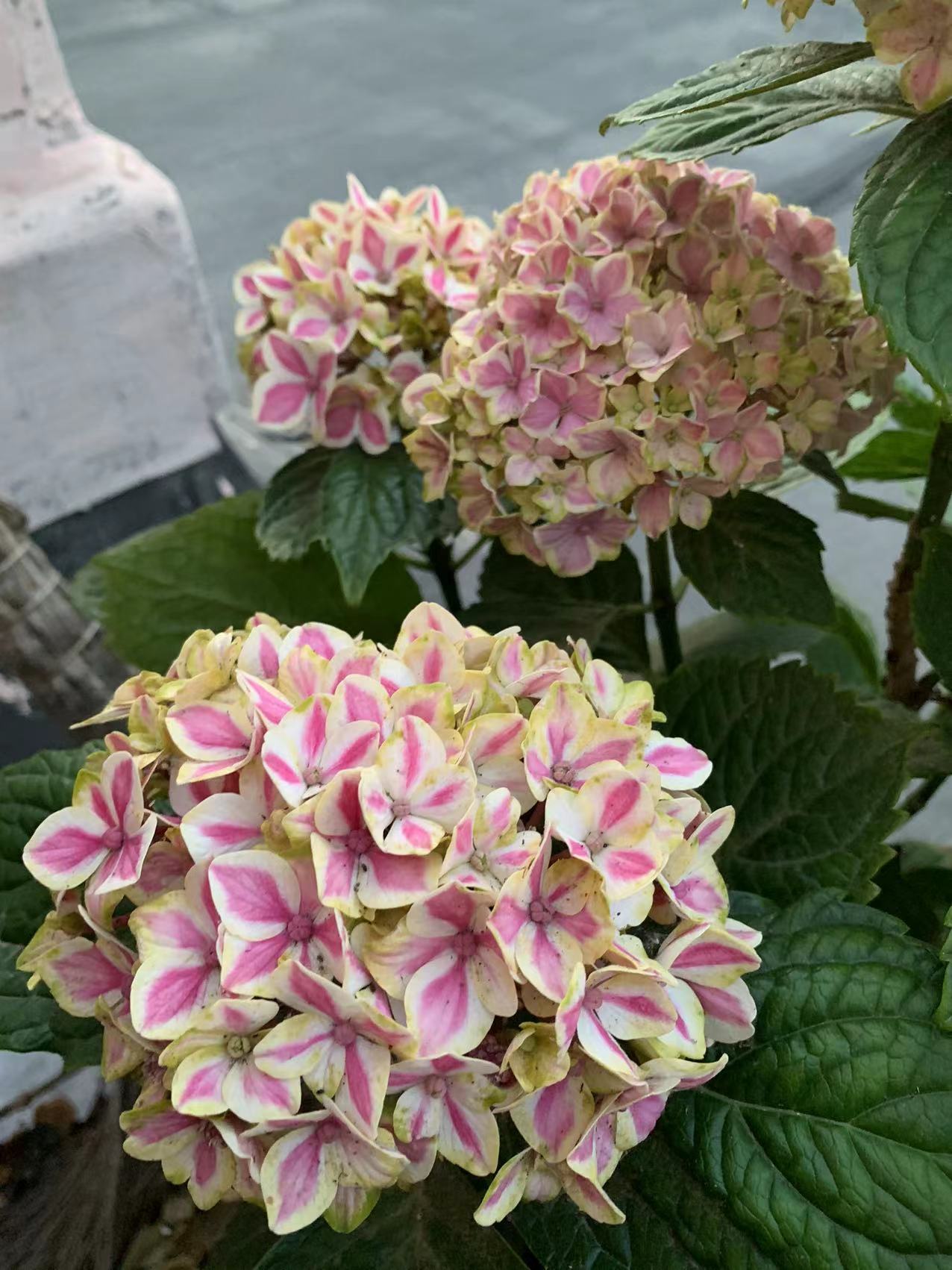 薄荷拇指绣球怎么养护,拇指薄荷绣球介绍