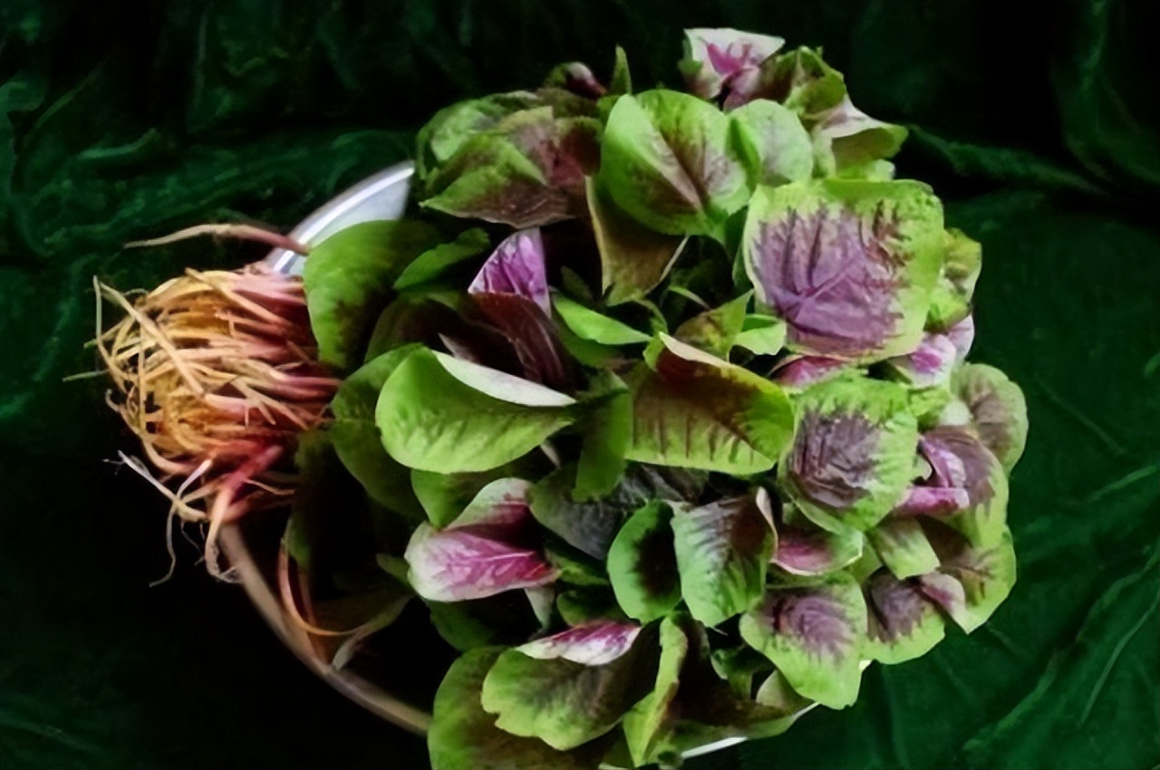 为什么晚上不建议吃绿叶蔬菜,哪些患者不能吃红苋菜