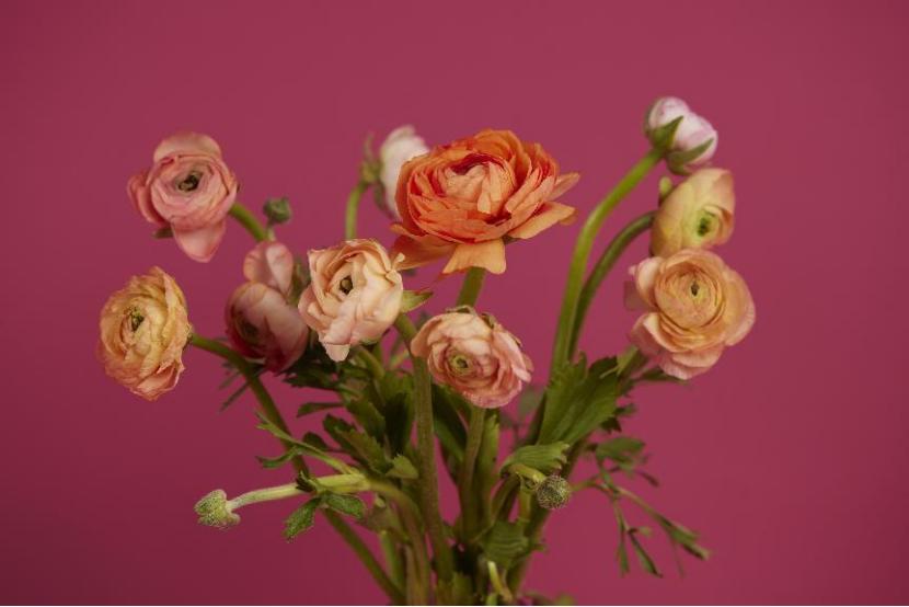 女神节送花的作品,女神节送什么花好看