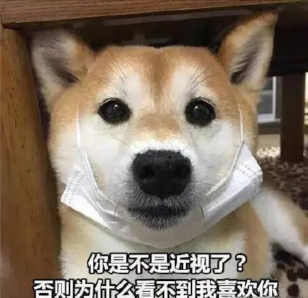 柴犬的这几个缺点让很多人嫌弃,柴犬性格不好为啥还那么多人养