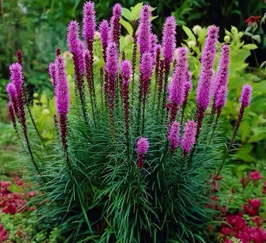 种什么花根好看又好养又活,最好养的三种花根