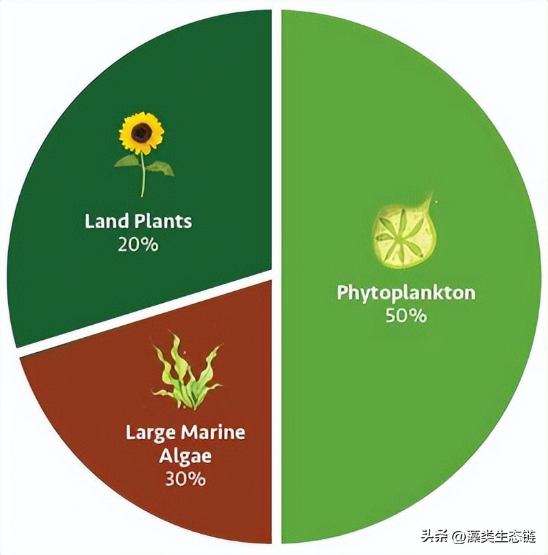 从池塘浮渣到产品:藻类化学