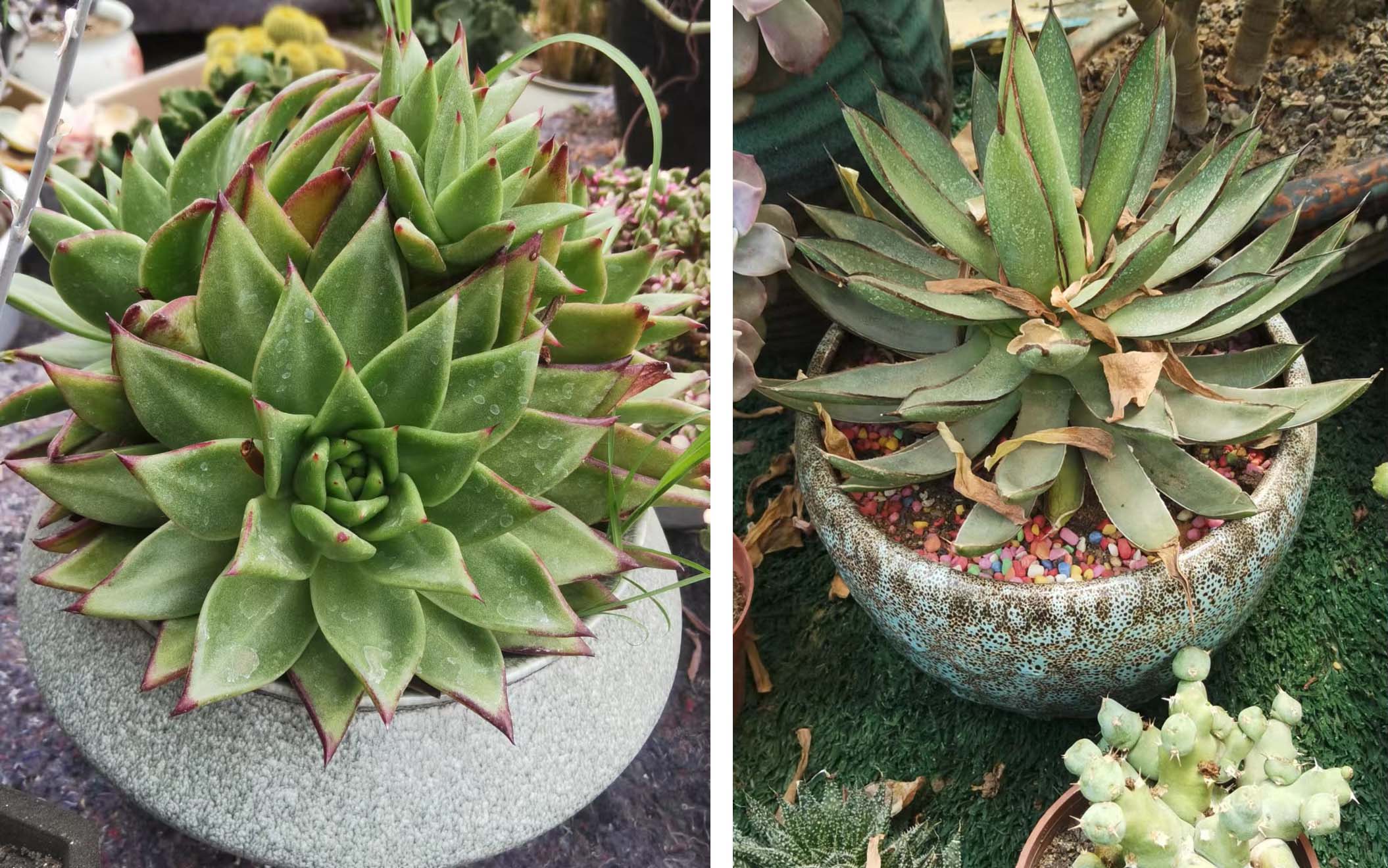 风云四季无余乐，一片痴情寄绿园，哪些往事让养花大叔最常追忆？