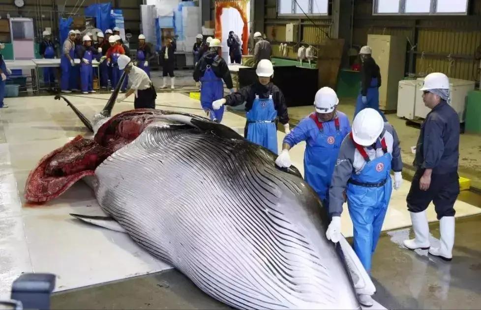 日本队赢了球迷的反应,日本队赢了我国球迷反应