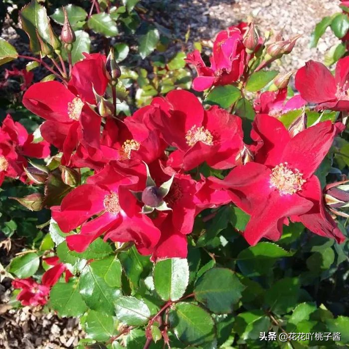 2019月季新品种金奖,超新品月季有哪些品种