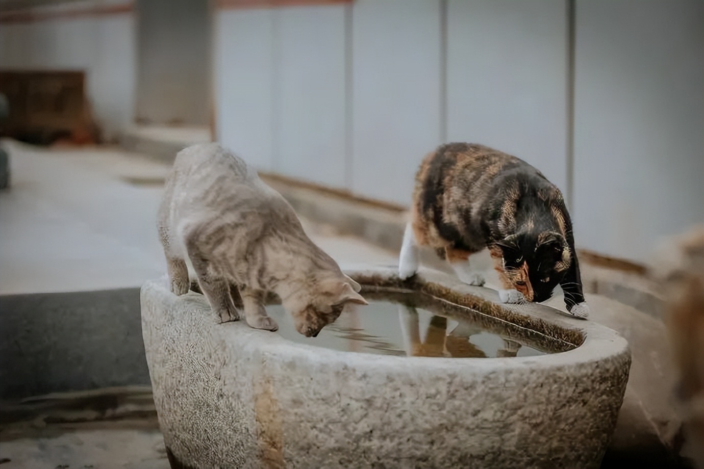 猫掉缸里怎么办,猫咪老是掉缸怎么办