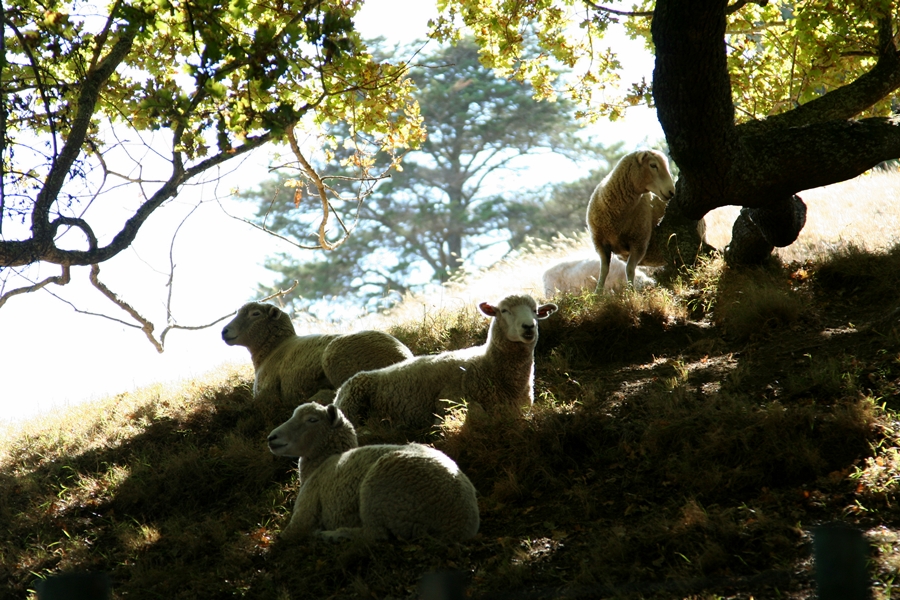 行走新西兰（七）“臭屁城”罗托鲁阿，炼狱里的魔鬼调色板