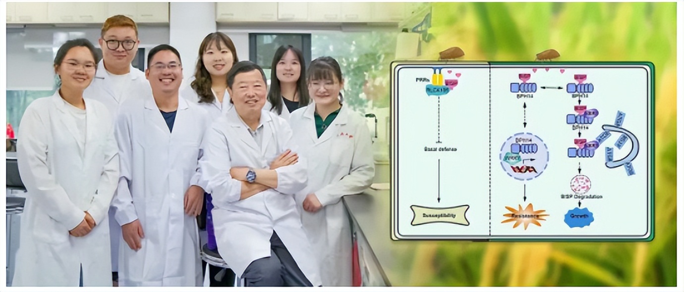 湖北考生报考武汉大学需要多少分,湖北多少分能上武汉大学