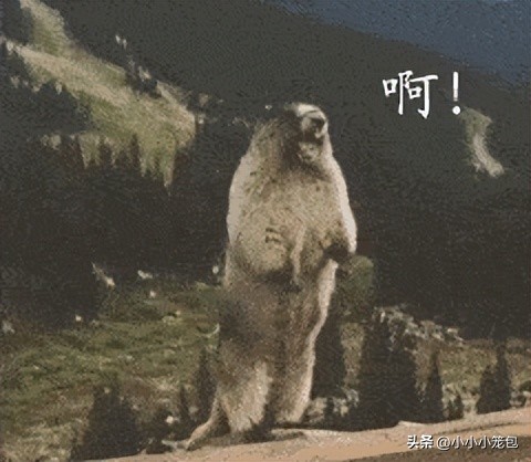 dha吃了真的可以变聪明吗,吃dha真的能提高孩子智商吗