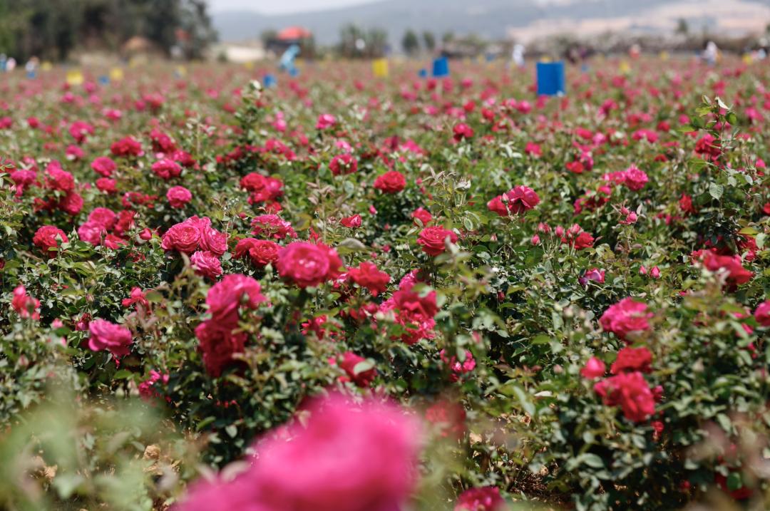 好吃的美食推荐云南鲜花饼,云南美味鲜花饼