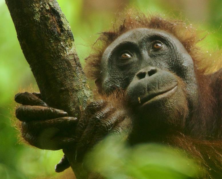 印度男子骑自行车去瑞典,印度小伙骑自行车追求瑞典女孩