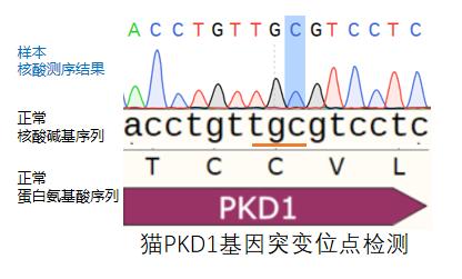 猫多囊肾最严重的后果,猫多囊肾科普