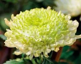 清雅花卉园艺景观,意境清雅的花草