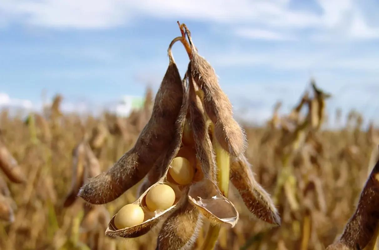 1斤洋种子能买1辆法拉利？进口种子受制于人，如何才能打破僵局？