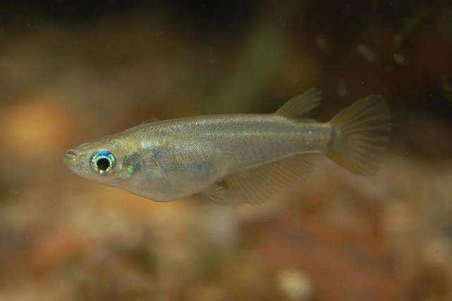 一年吃掉几千只蚊子,一年可以吃掉3千只蚊子