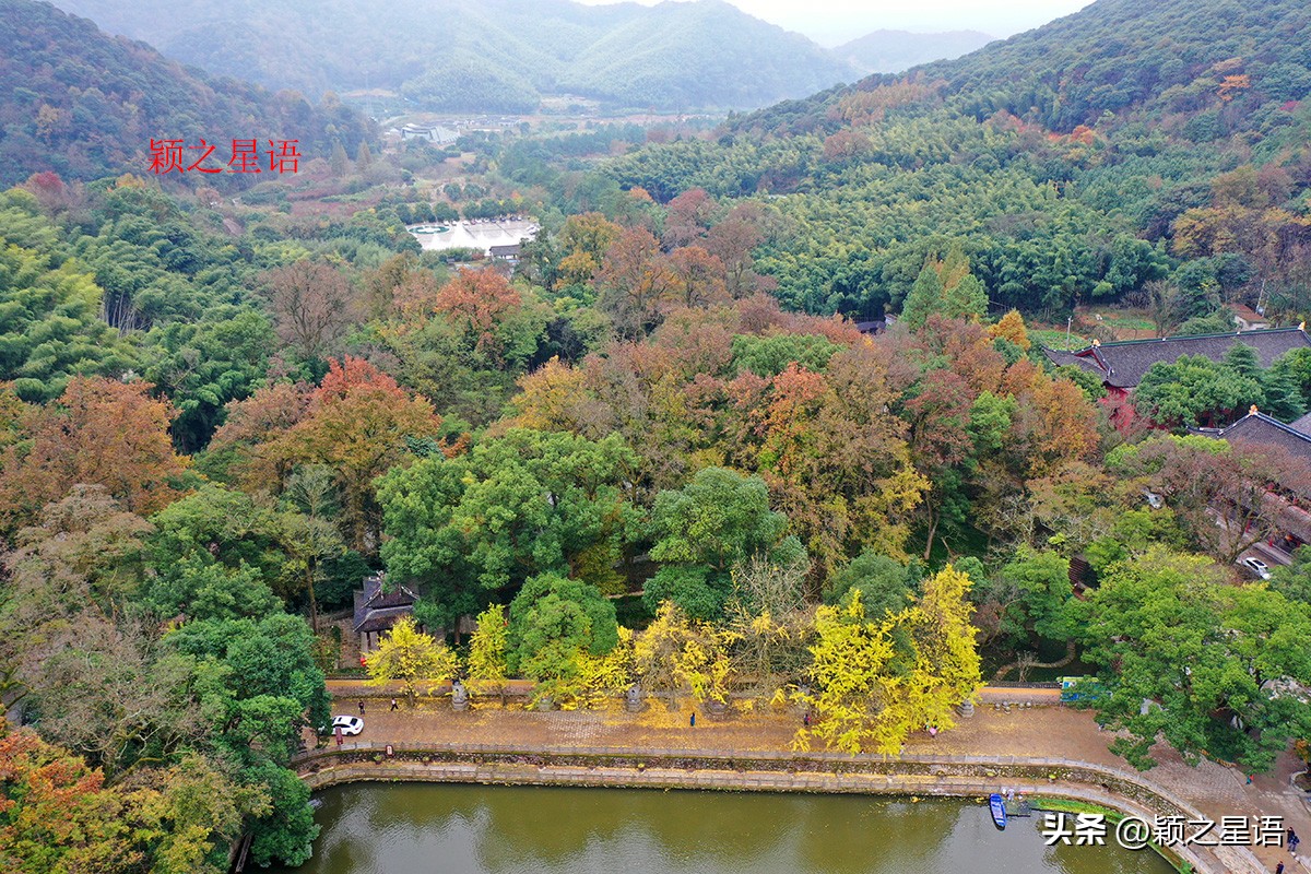 绝美千年银杏,中国最大的银杏景区