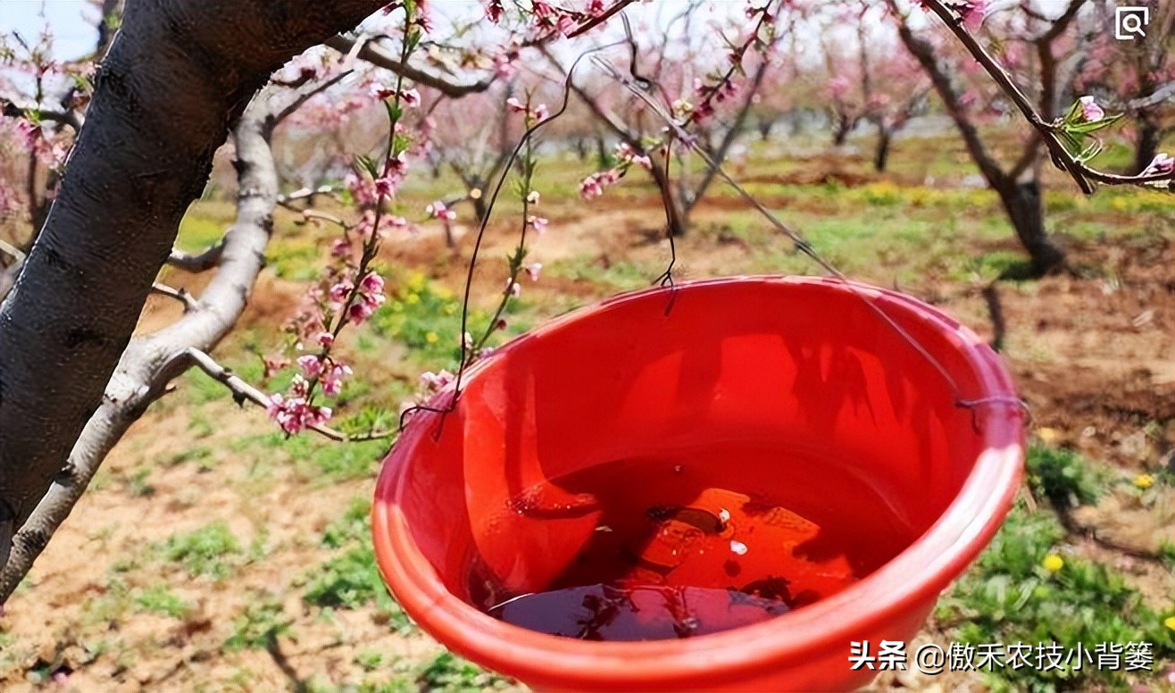 预防瓜果被虫咬的方法,瓜果有虫用什么药物