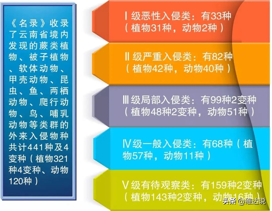 外来生物入侵鳄雀鳝怎么出现的,图说外来入侵物种鳄雀鳝