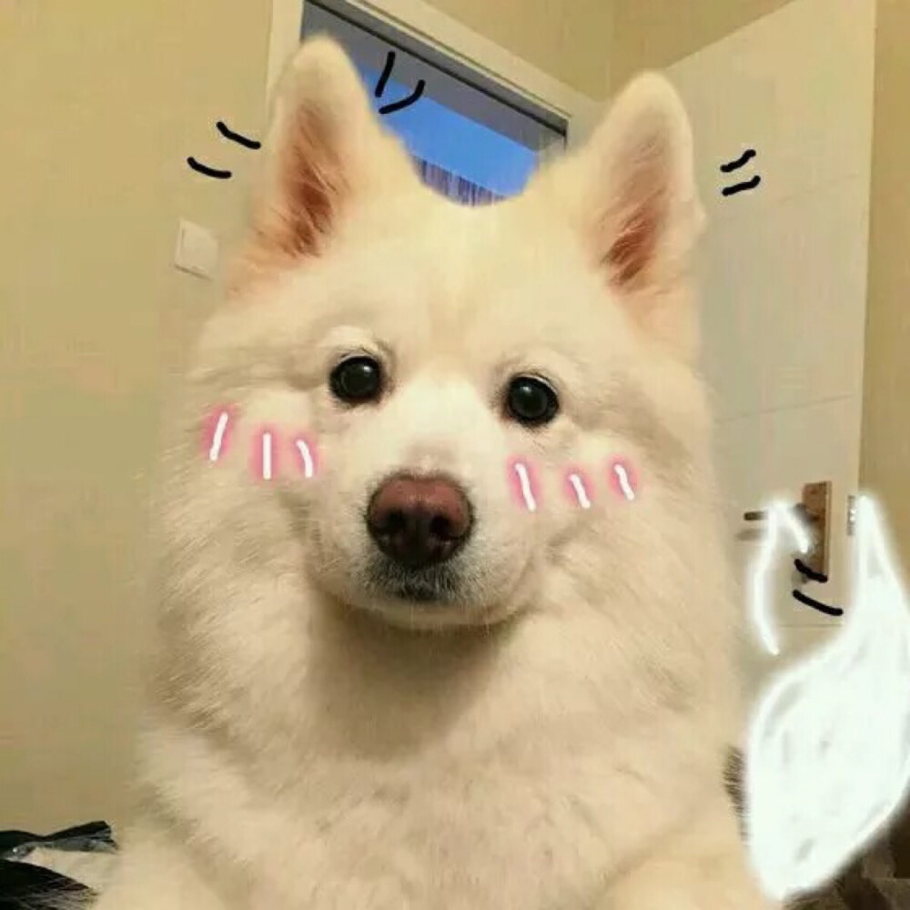 柯基幼犬的正确喂养方法,幼犬打疫苗的正确方法和注意事项