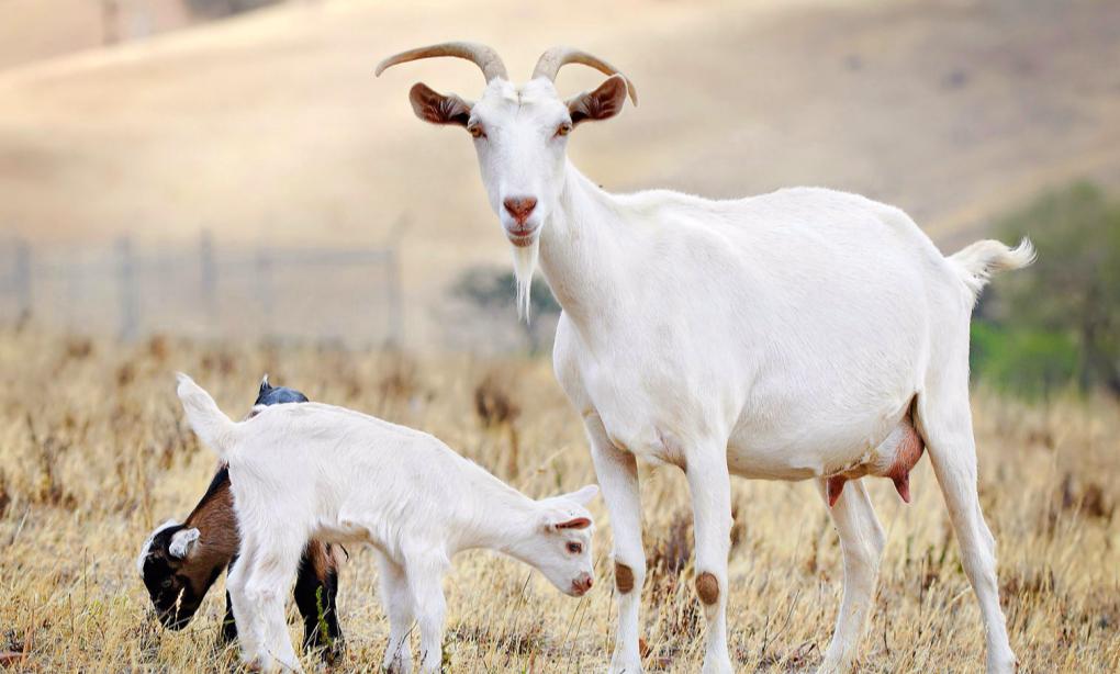 把10头公羊和10头母羊，放到有森林的孤岛上，10年后会怎么样？