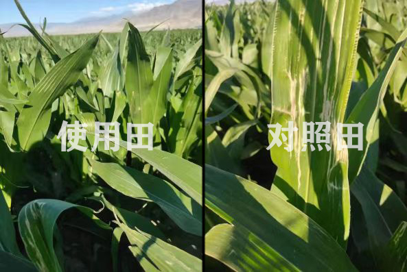 疆天耘图+农资套餐，带动玉米产量与农资销量双丰收