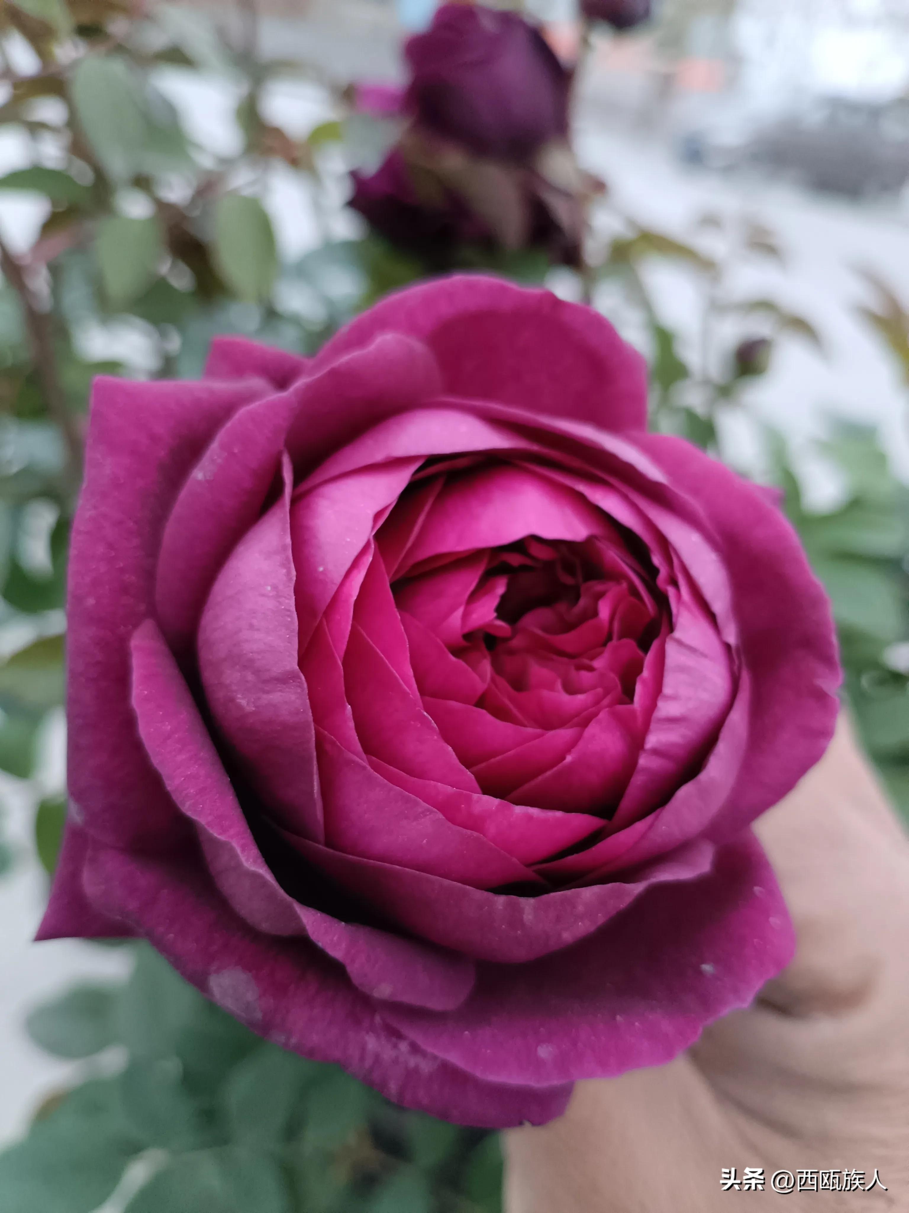 深红色月季城堡,神秘月季花