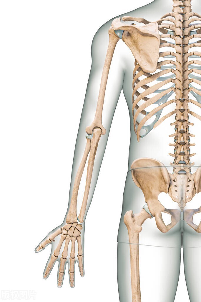 骨头坏了能活动吗,手指骨头露出来了肉还能长回来吗