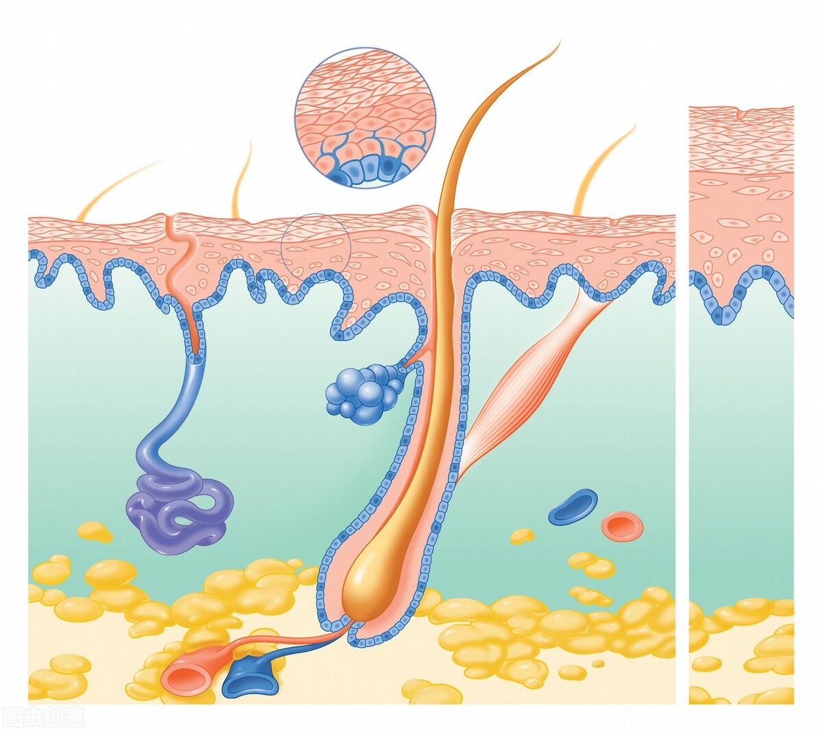 解决毛孔粗大最有效医美的方法,瑕疵肌毛孔粗大怎么改善