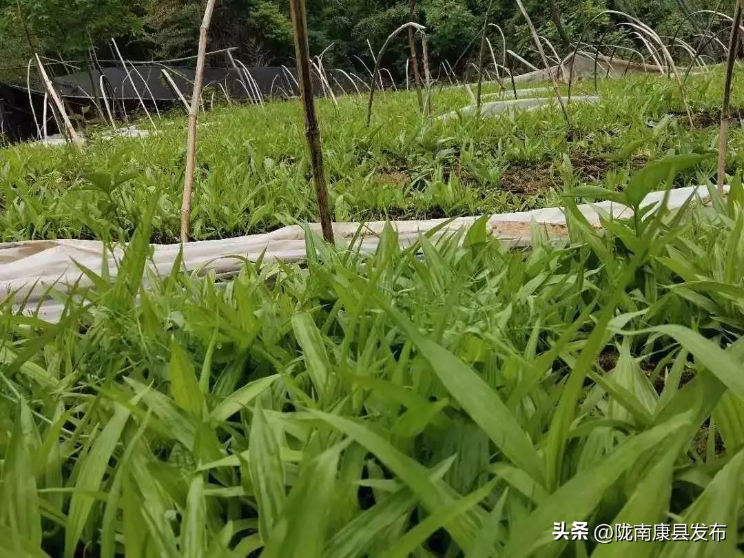 【身边榜样】(第4期)——三河坝镇县政协委员郭睿:乡村振兴路上的产业致富带头人