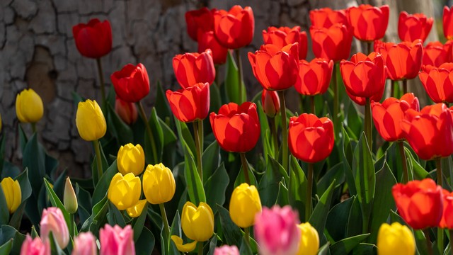 春天来了感受大自然的气息,春天来了感受花的气息