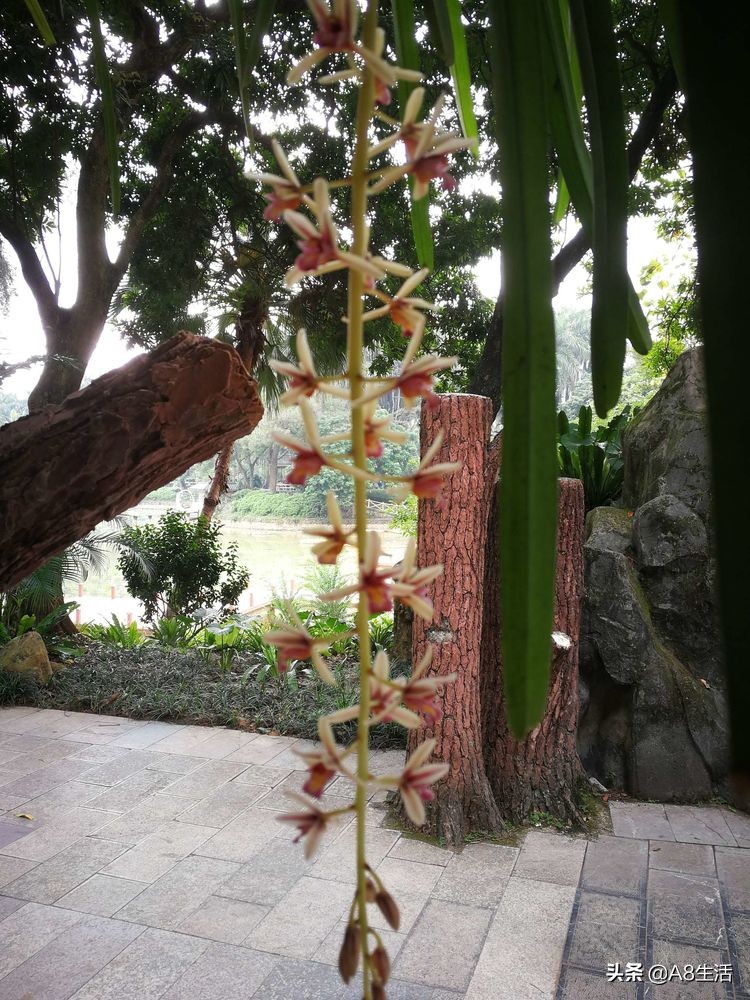 带你认识中华兰花纹瓣兰,顶级纹瓣兰图片