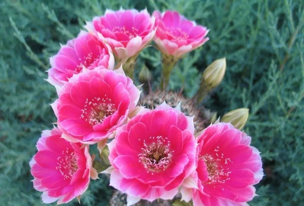 200种·仙人球开花图鉴，大开眼界，美到爆