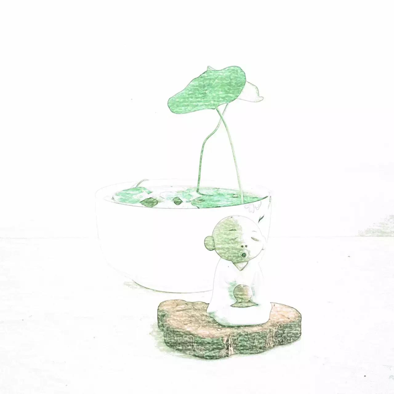 碗中种莲，年复一年花开花落到叶枯