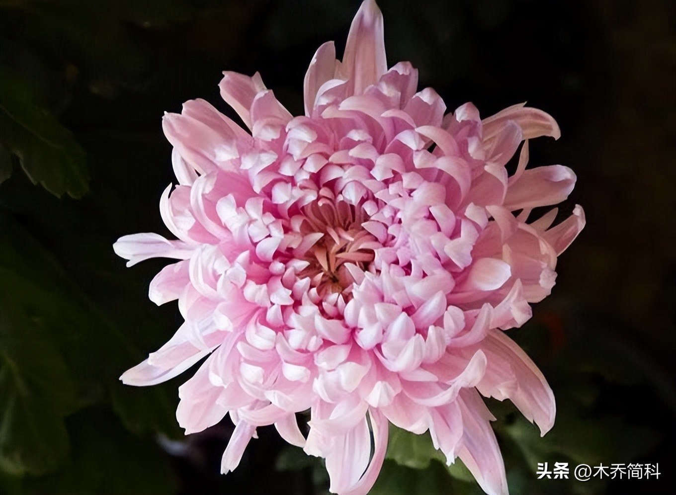 民俗文化中菊花的象征意义,菊在古代的象征意义和品质