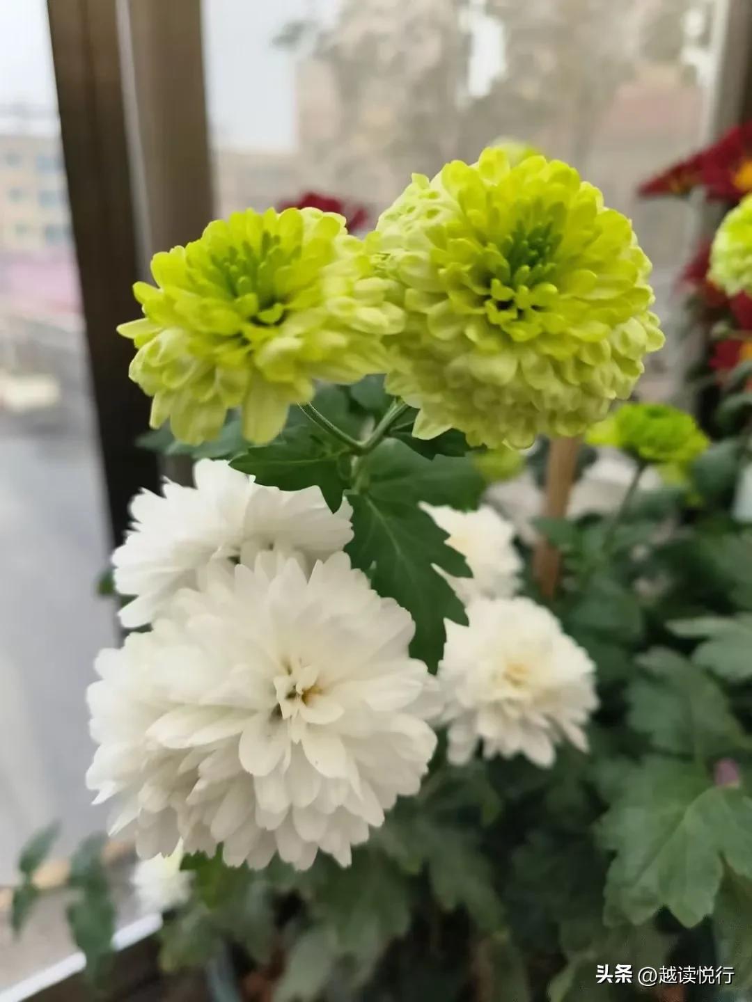 北方春来迟，料峭春寒中，看黄河水暖，白塔山醒！