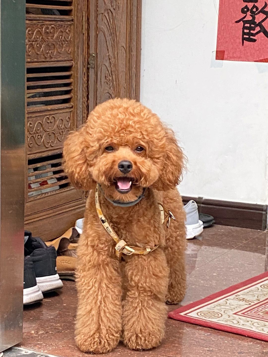 泰迪老扒拉垃圾是怎么回事,泰迪早上扒拉主人是什么意思