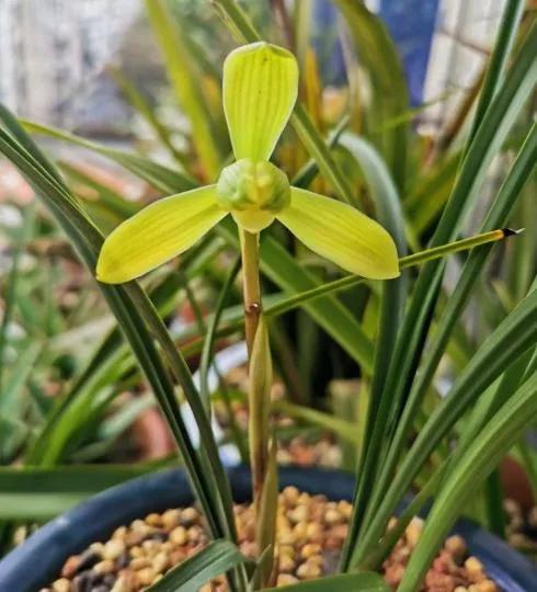 兰花品种大全四川,兰花品种鉴别方法