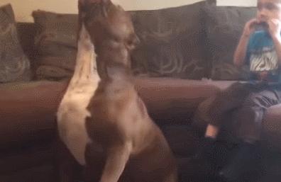 世界最大的狗要多少钱一只,世界上最大的狗狗排行榜第一名