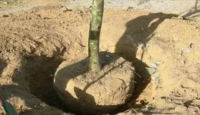 种植技术17问，园林人你知道这些么？